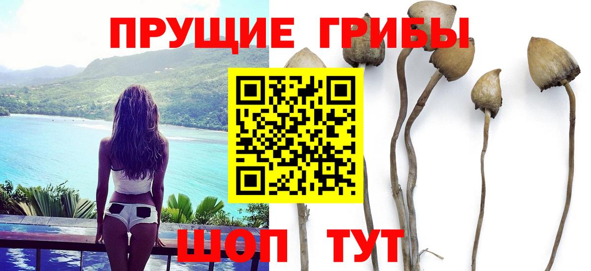 Галлюциногенные грибы Psilocybe Куйбышев